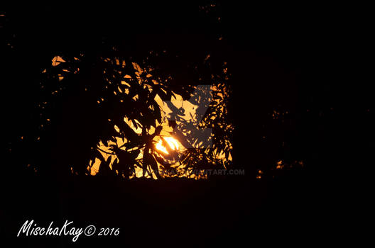 Through the Mango Trees