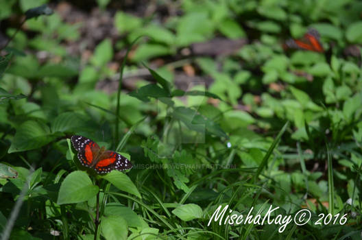 Butterflies