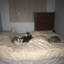 Cats in Bed