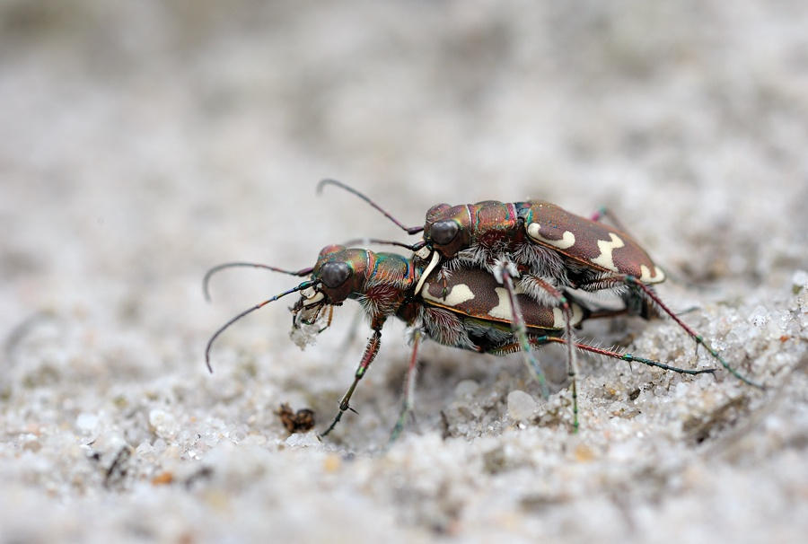 Cicindela hybrida by Livardez