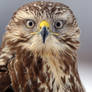 Buteo