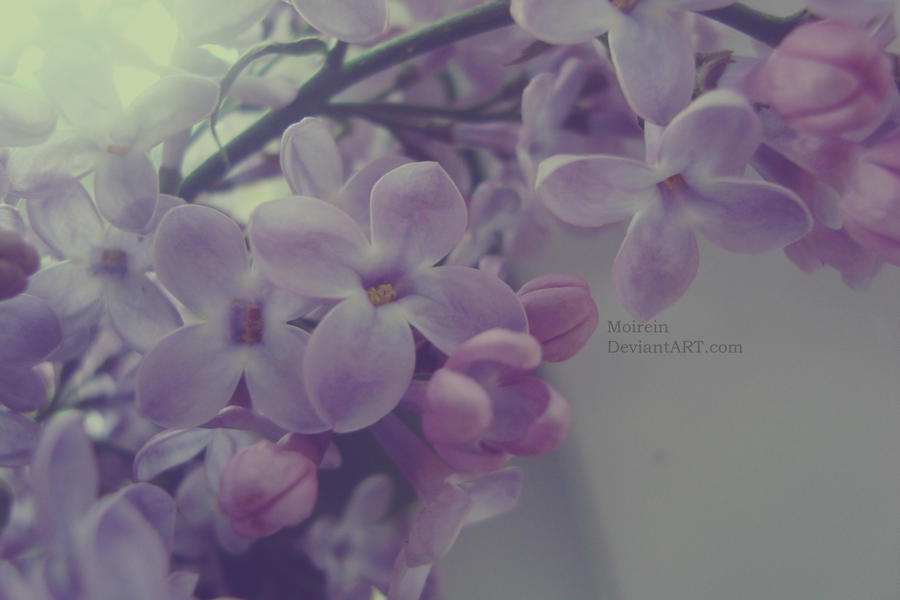 Lilac I