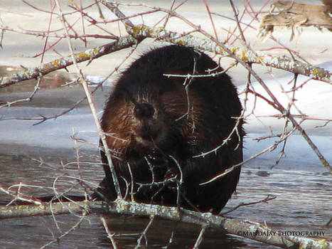 Castor Canadensis II