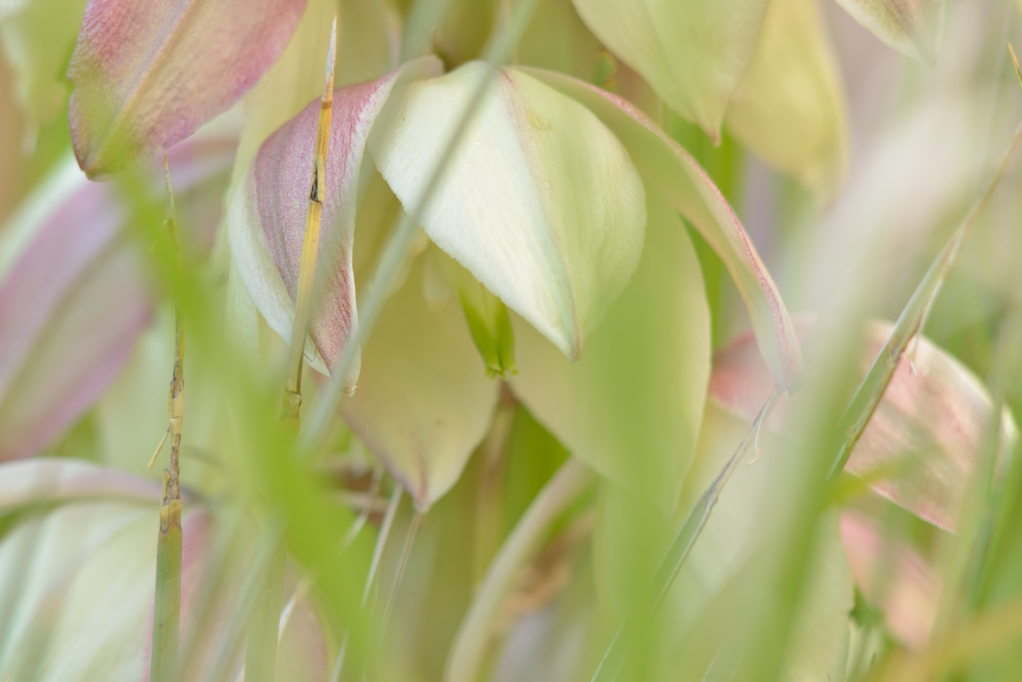 Agave flower