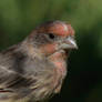 Male House Finch