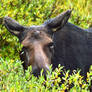 Lunch Time for Mrs. Bullwinkle