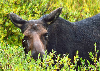 Lunch Time for Mrs. Bullwinkle