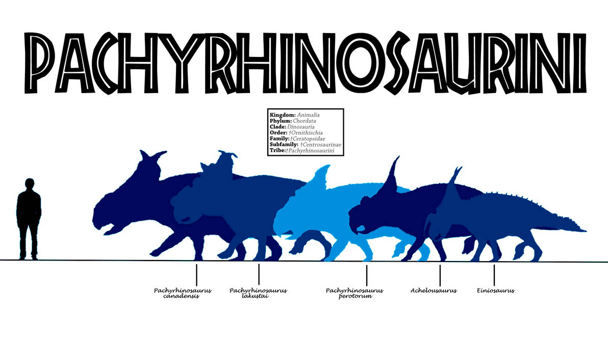 Advanced centrosaurinae by Pgrigor on DeviantArt