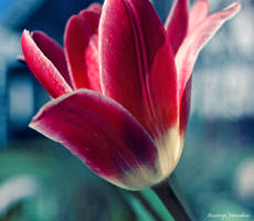 nice tulip