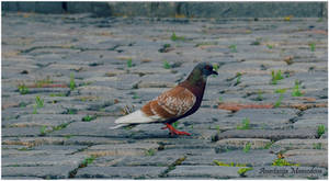 Alone Pigeon