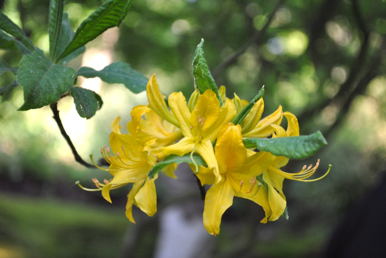 Yellow macro