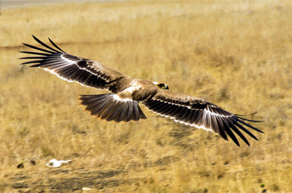 Raptor 5 by shawzie on DeviantArt