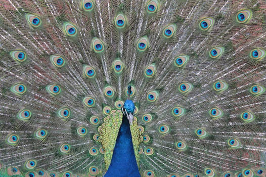 Peacock