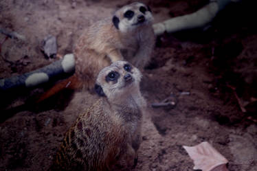 Timon (Meerkat)