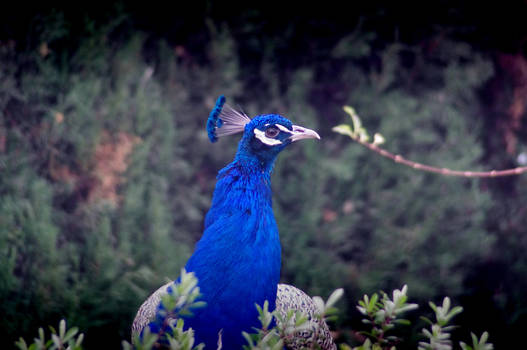 Peacock (pavo cristatus)