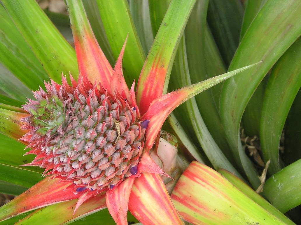 Pinya Image pinya by karizkariz on DeviantArt