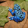 Blue Poisoned Dart Frog - Lifesize Pendant