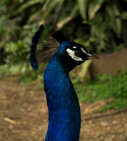 Peacock at Zoologico de Cali