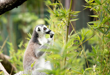 Lemur at Zoologico de Cali