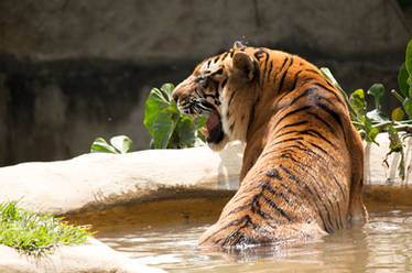 Bengal Tiger at Zoologico de Cali