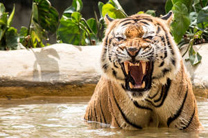 Bengal Tiger at Zoologico de Cali