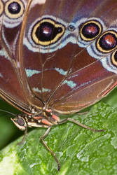 macro butterfly 1