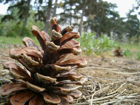 Fir-cone