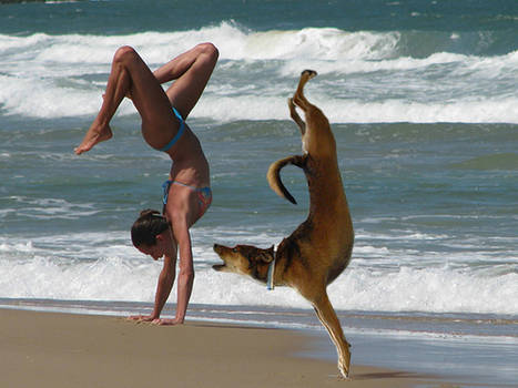 handstand dog