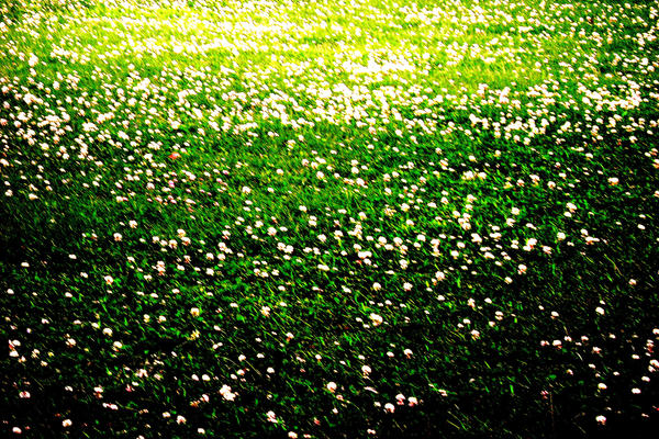 Field Of Flowers