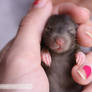 Sleeping baby sable dumbo rat - Rat Emporium