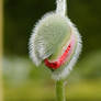 Poppy flower at Menkemaborg