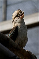 Kookaburra 2010