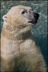 Polar Bear 2