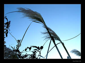 Pampas Sky