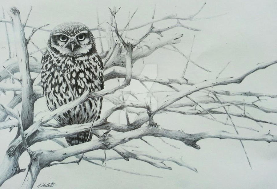 Imagelottle owl