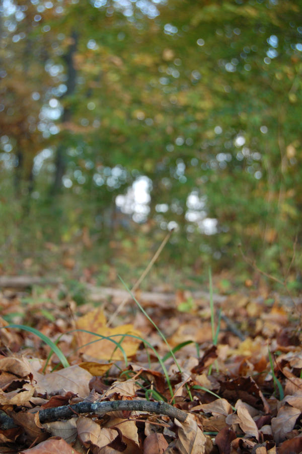 Fall Ground by 3VAD127 on DeviantArt