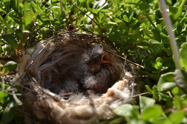 Baby Birds Pic 1