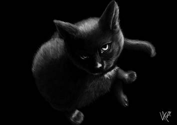 Black cat