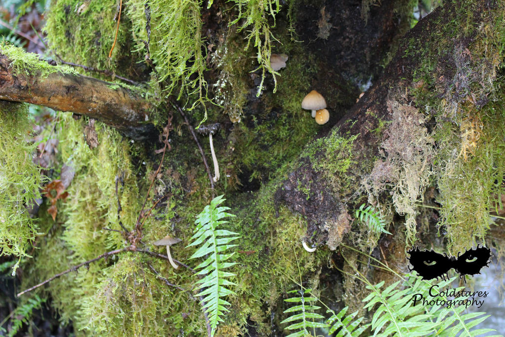 Small ecosystem growing inside a hollowed tree by coldstares on DeviantArt