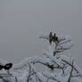 Doves on the high ground