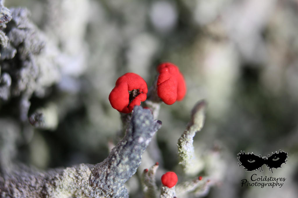 Red buds growing on lichens