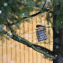 Junko eating suet