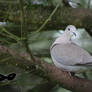 Ringed Turtle-dove