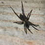 Small wolf spider