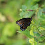 Red Spotted Purple wings closed