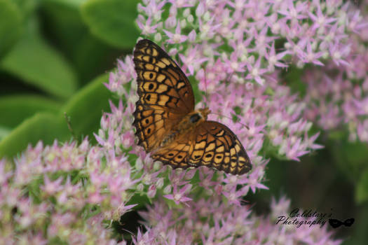 Variegated Fritillary being bold