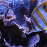 Butterfly fish