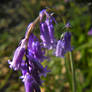 Fisheye bluebells