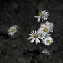 Dark Daisies