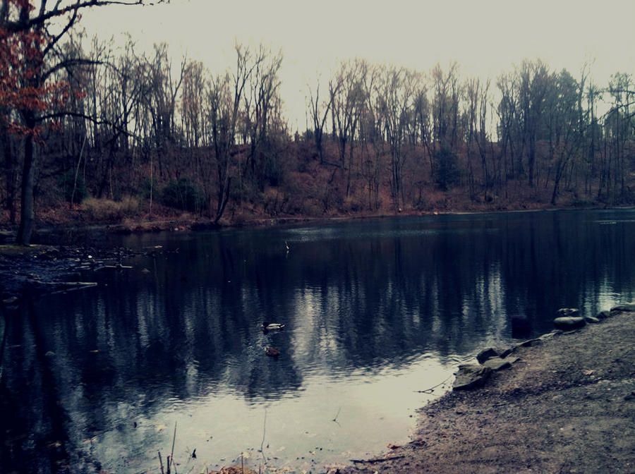 Lily pond